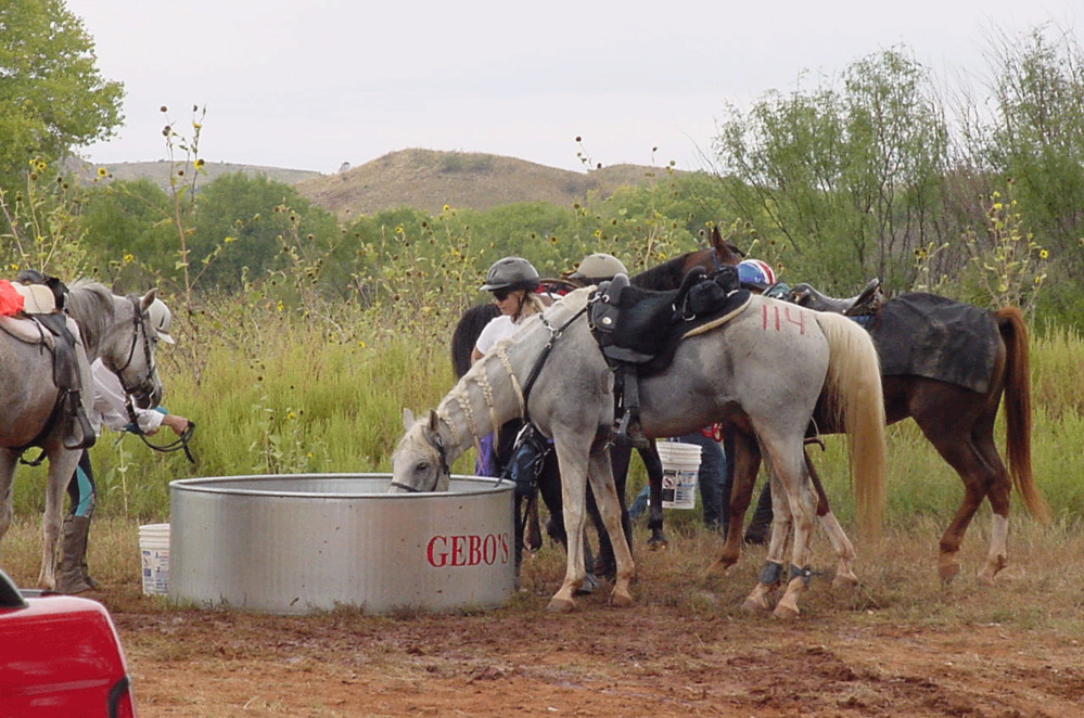 Riders with their horses.