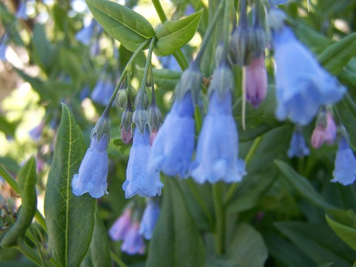 Aspen Bluebell