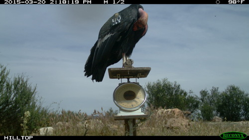 Condor 340 on scale with large crop