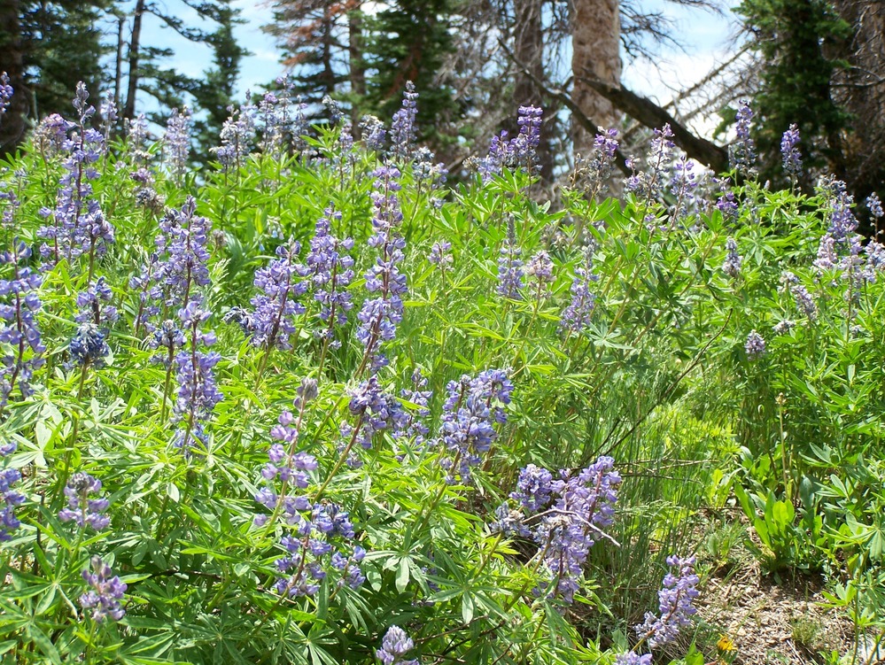 Silvery Lupine