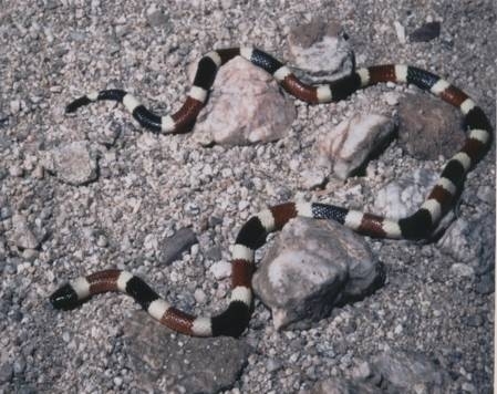 coral snake