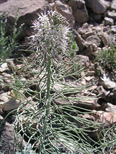 Thelypodium texanum. Big Bend National Park, Pena Mountain. February 2005