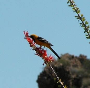 male hooded oriole