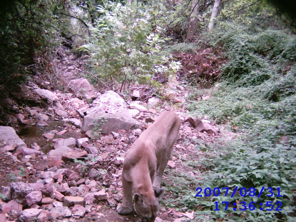 mountain lion