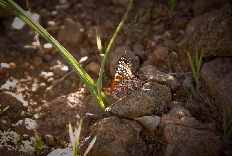 variable checkerspot