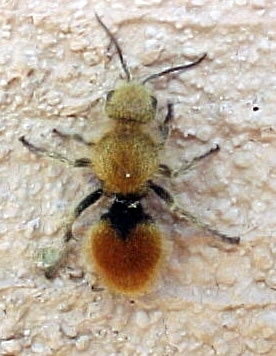 velvet ant
