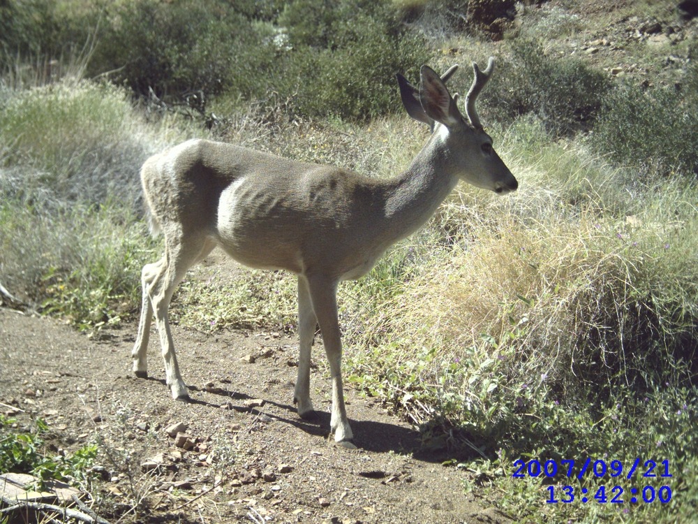 white-tailed buck