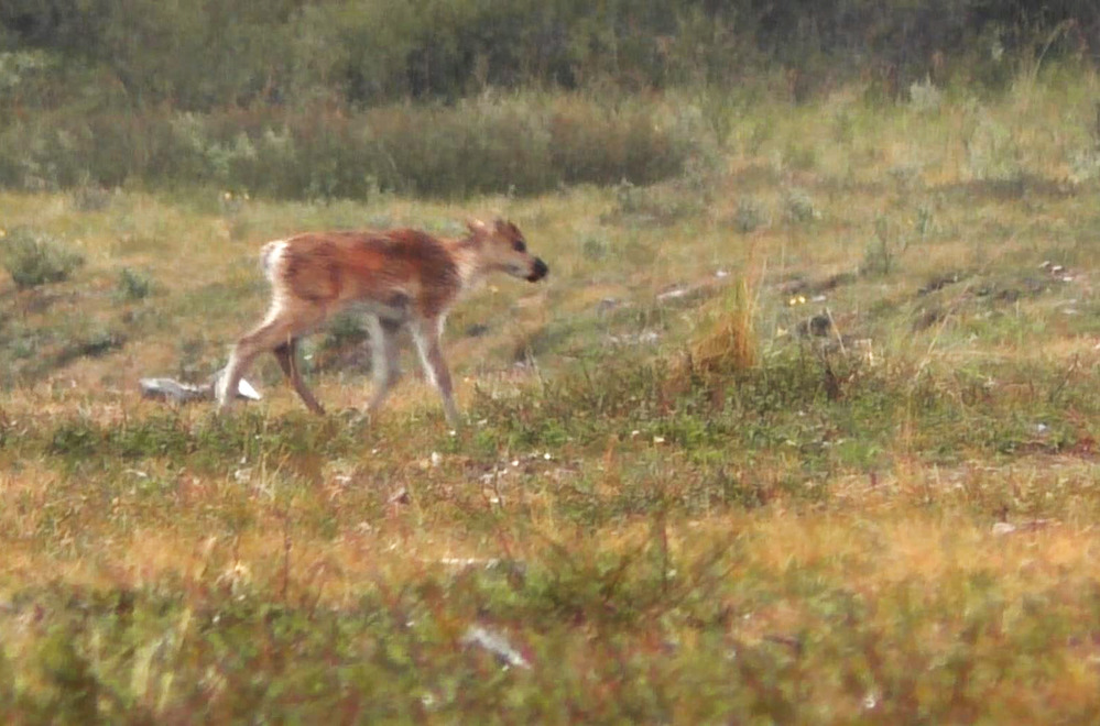 A caribou calf walks in the rain