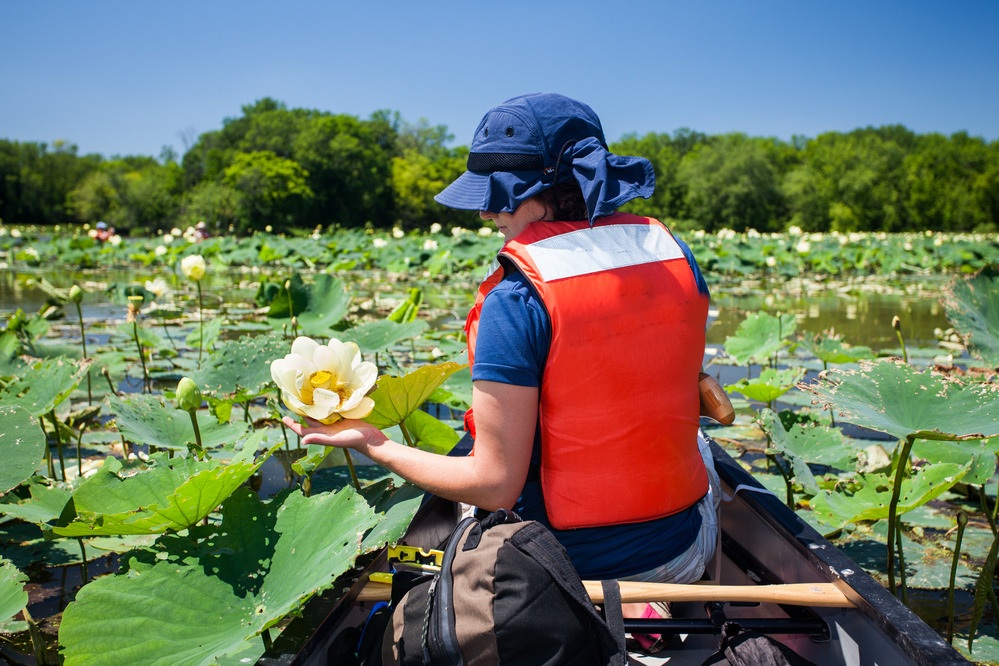 A canoeist reaches out for a lotus blossom.