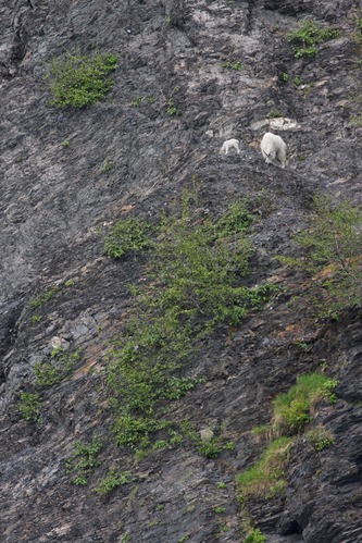 Mountain goats