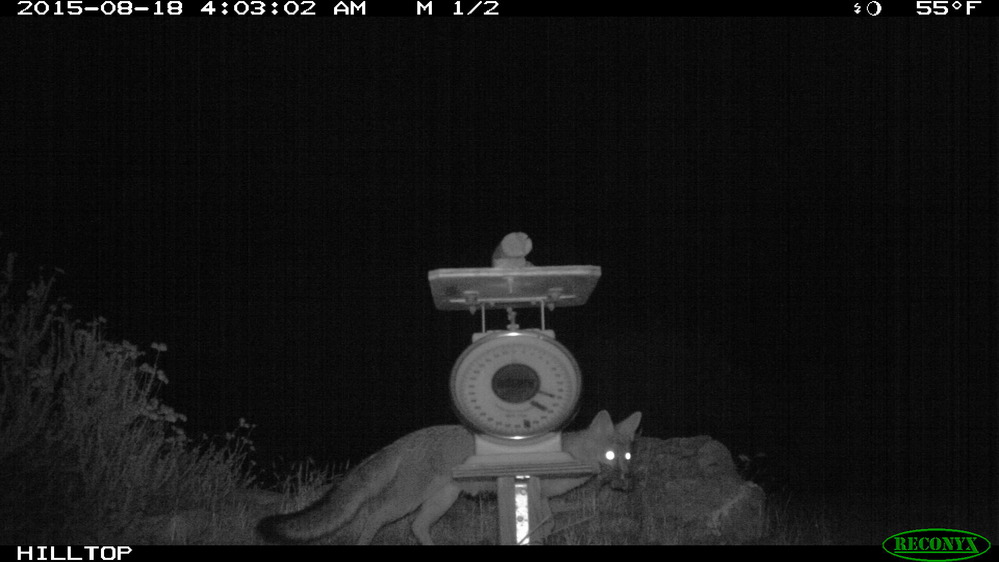 Grey fox runs by camera with a mouthful.