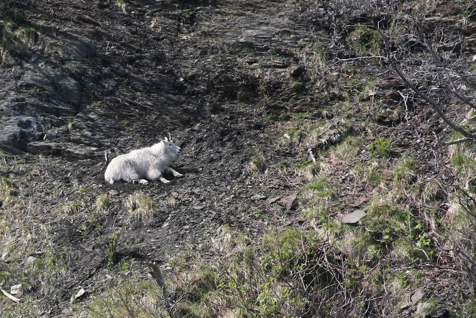 Mountain goat