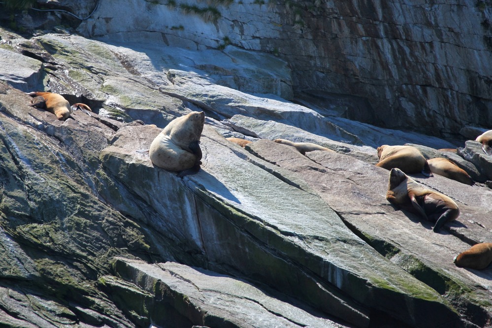 Steller sea lions