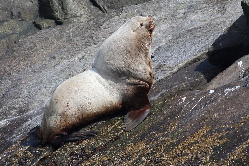 Steller sea lion