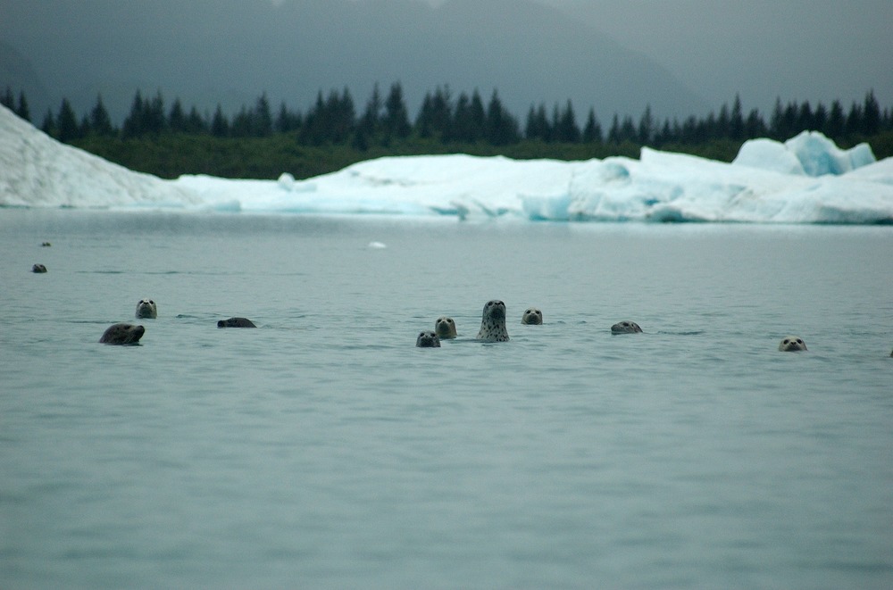 Harbor Seals at Pedersen Glacier