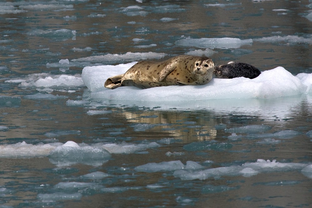 Harbor Seals