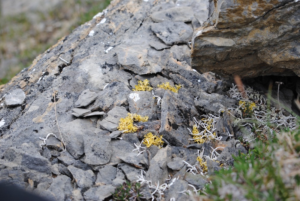 lichen grows on a rock