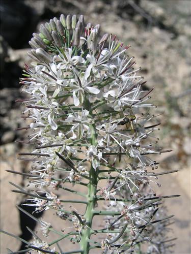 Thelypodium texanum. Big Bend National Park, Pena Mountain. February 2005