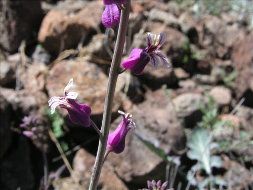 Streptanthus carinatus. Big Bend National Park, Route 13, mile 15. February 2005