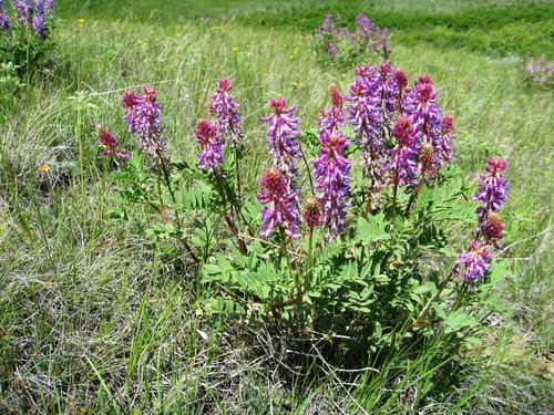Astragalus bisulcatus