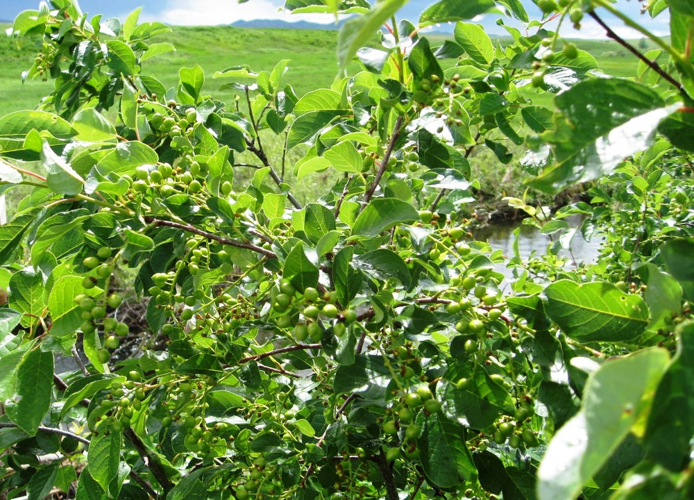 Chokecherries on Snake Creek