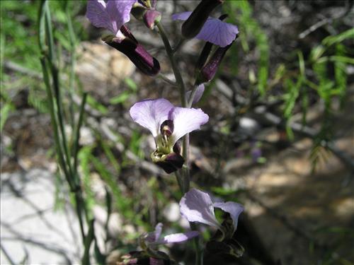 Streptanthus cutleri. Big Bend National Park, Tunnel. March 2004