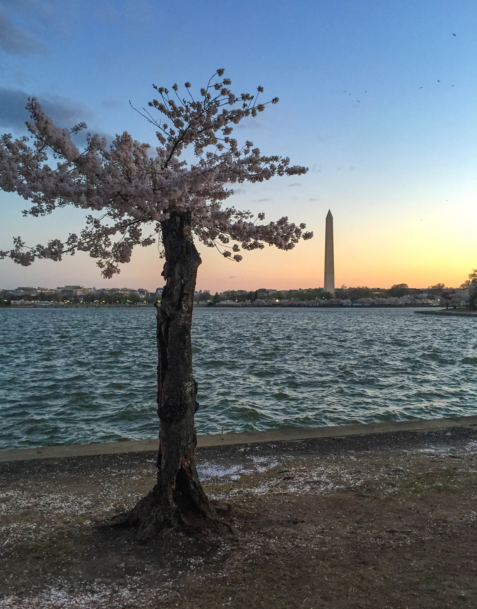 A single cherry tree stands in the foreground with the Washington Monument in the background. The light is dusky