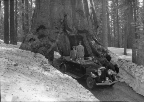 Gen. Malone and Major Lockwood in Wawona Tree.