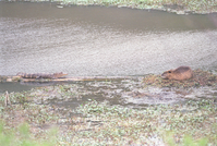 ARPO Animals AlligatorNutria. 
