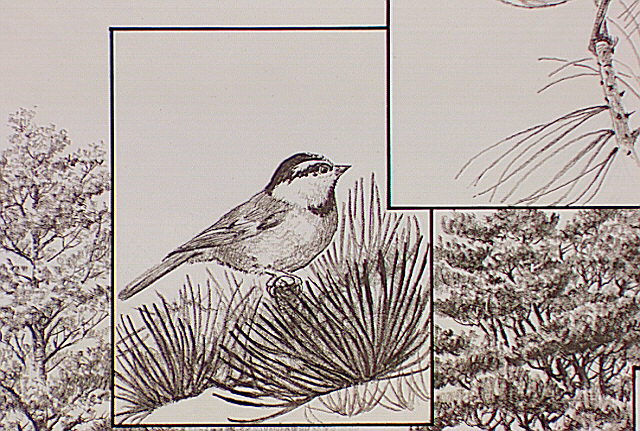 A Mountain chickadee perched on a Juniper branch.