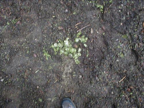 Camp used by Cottonwood Pack Station at Lower Rock Creek Crossing, Sequoia and Kings Canyon National Park