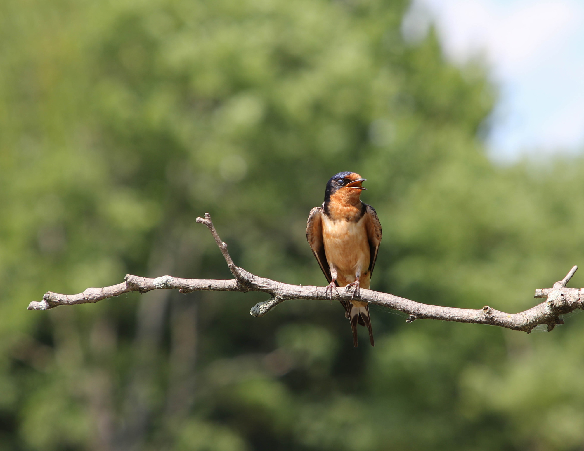 Bird chirping on a branch