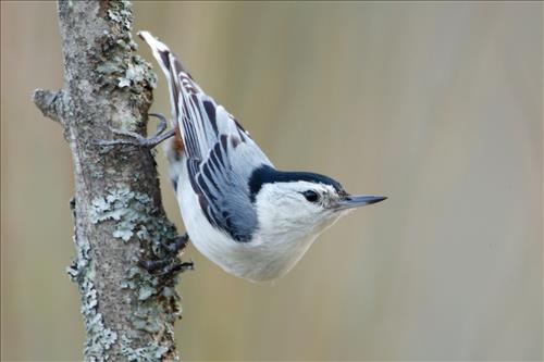 White-breasted nuthatch in Cuyahoga Valley National Park