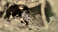 The head and body coils of a baby rattlesnake are visible in a burrow.