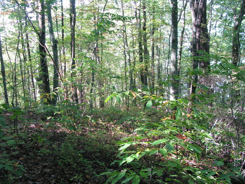 GRSM Accuracy Assessment. Plot Code: GRSM_AA_0233_6