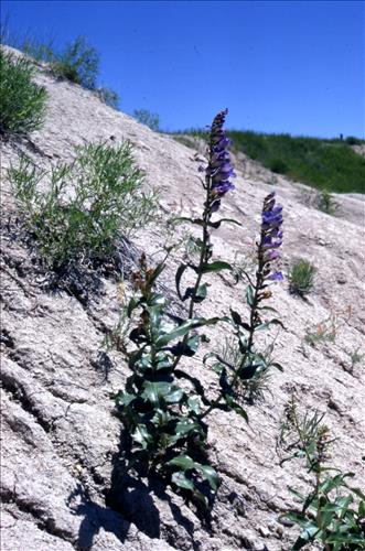 Badlands Flowers: Red, Pink, Blue