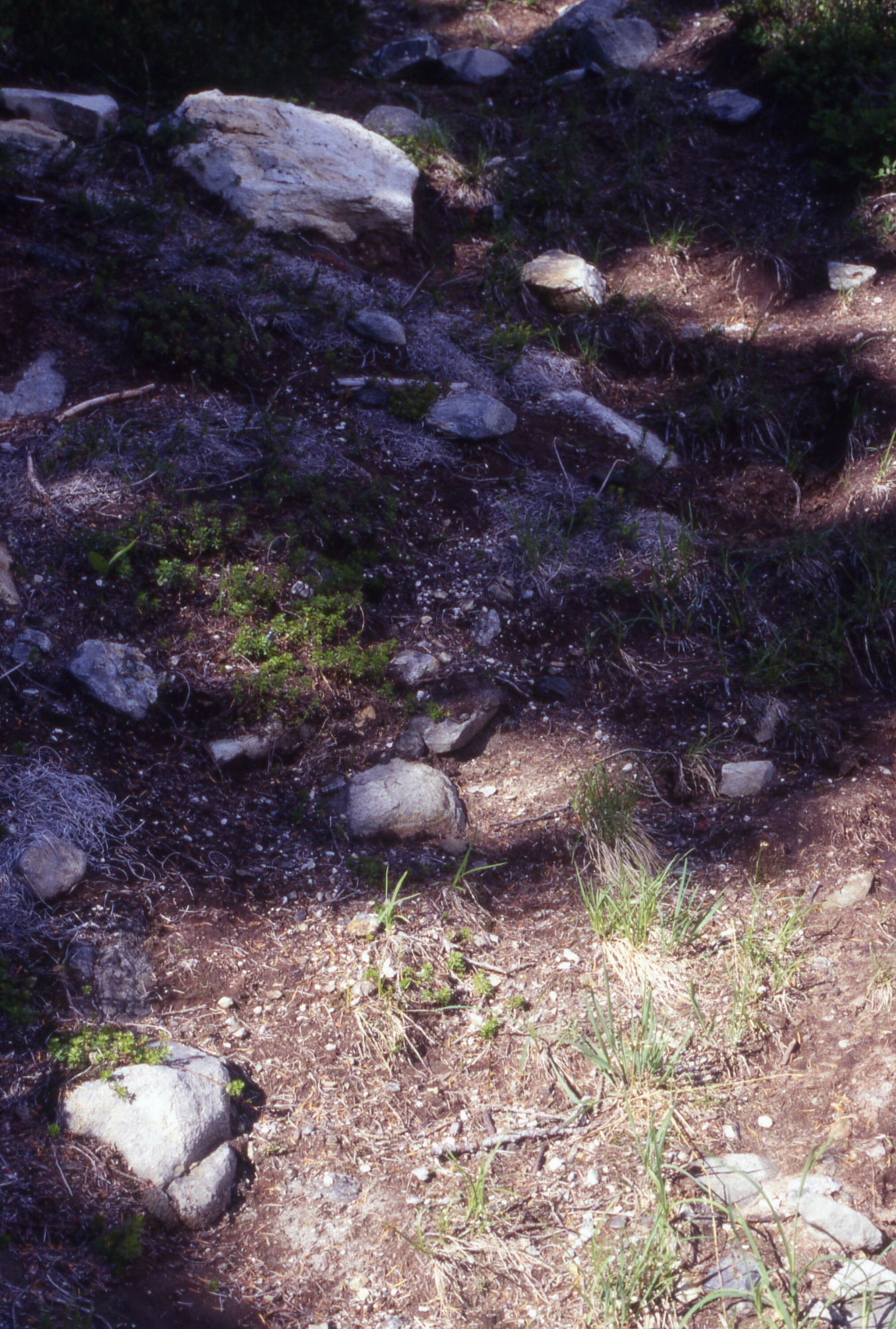 A patchy area studded with rocks and some clumps of sprouting plants.