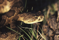 a brown snake with dark blotches on its back and a puffy, triangular shaped head and slit pupils