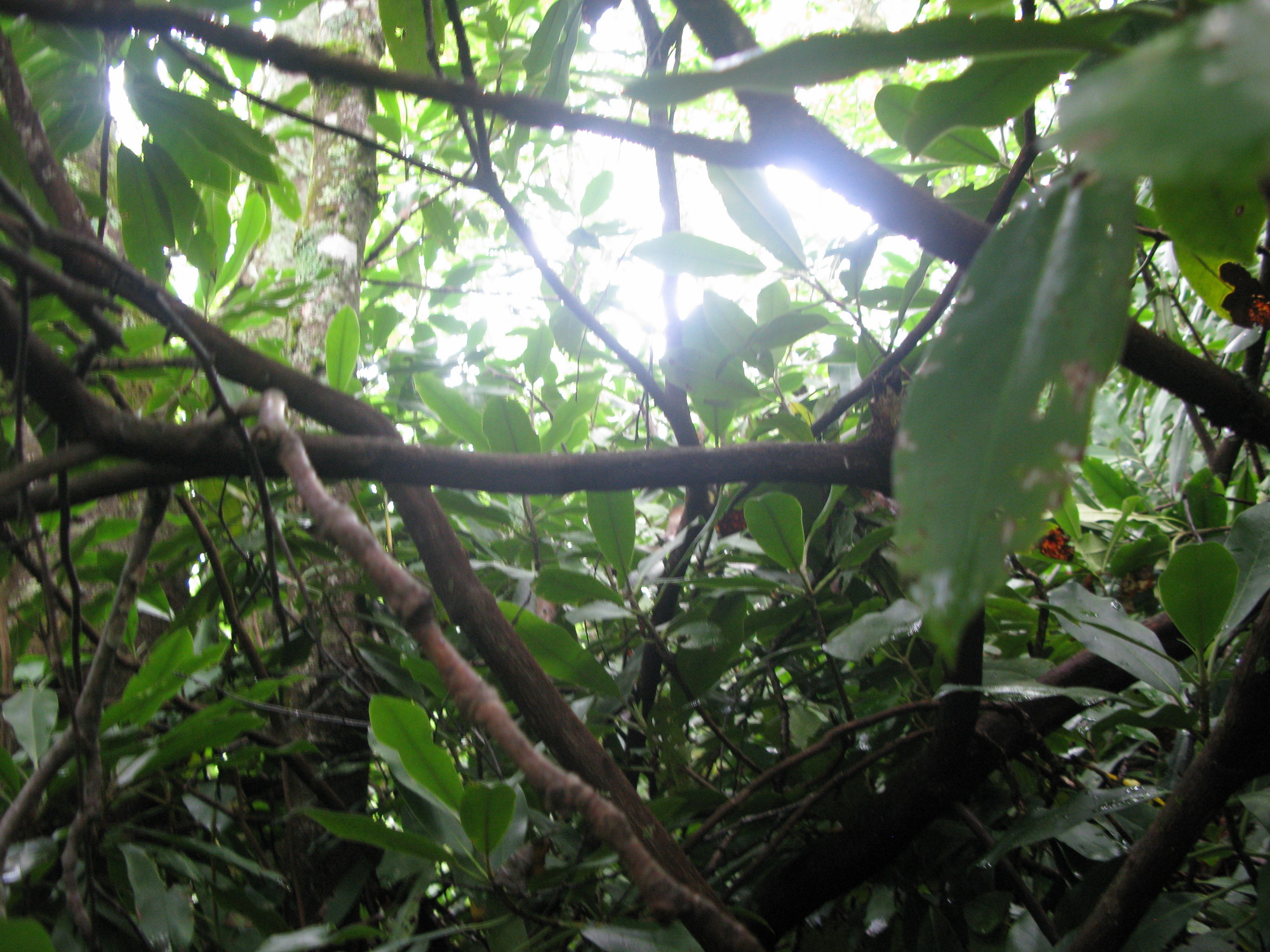 Plot Code: GRSM_AA_0549_3