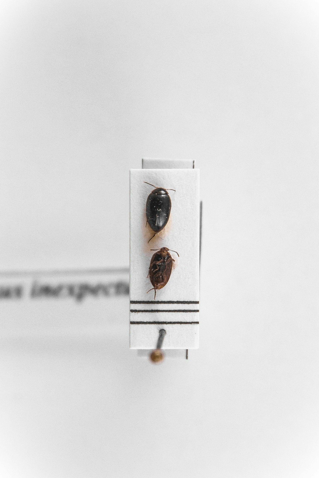 Image of Tohlezkus inexpectus, a species of Animalia