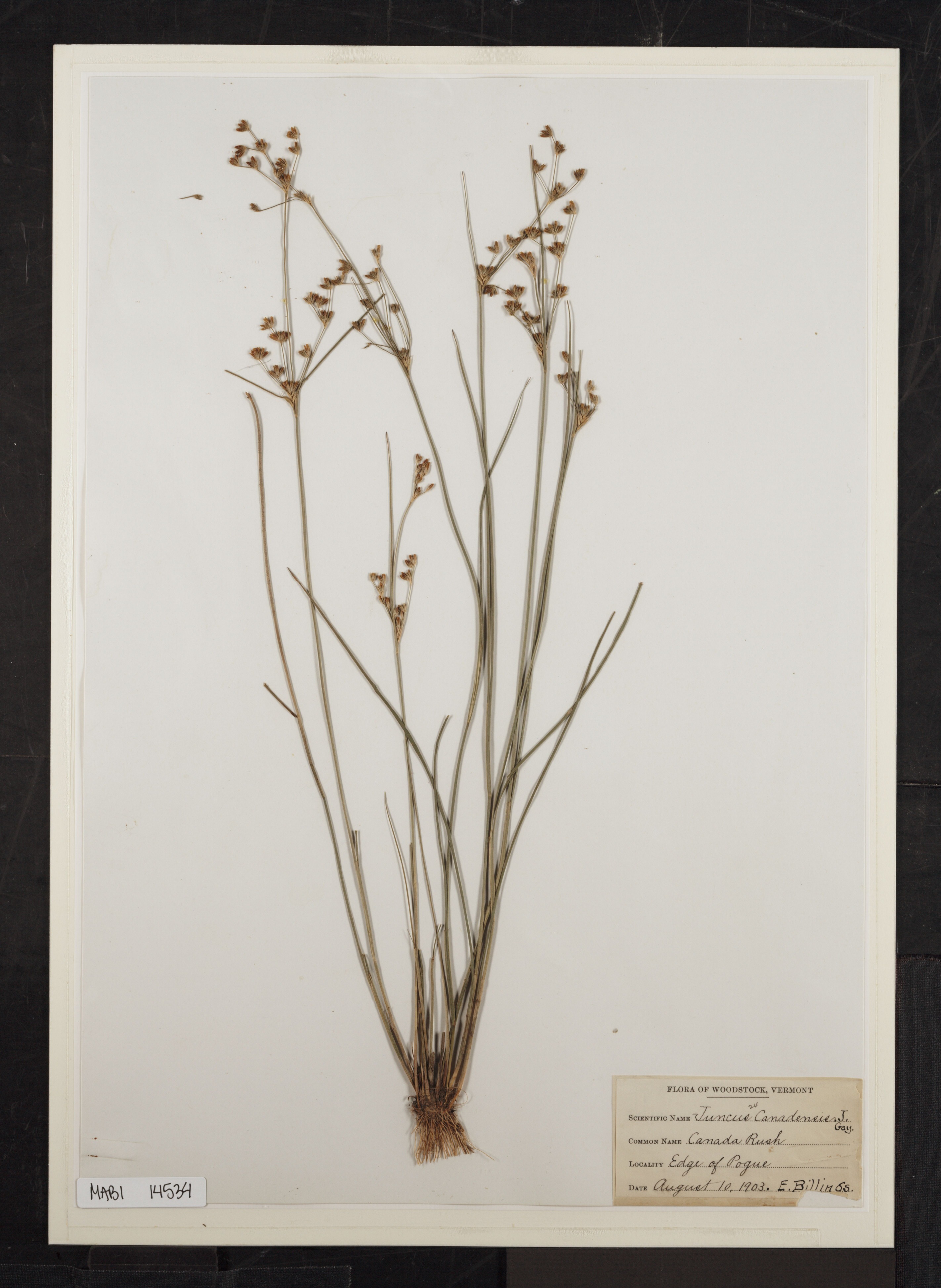 Preserved biological specimen on paper.