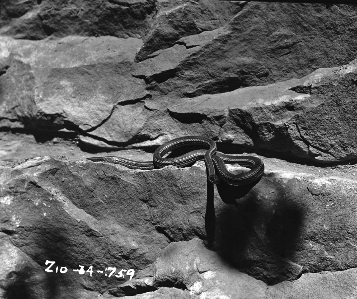 A striped racer (whipsnake) on a rock.