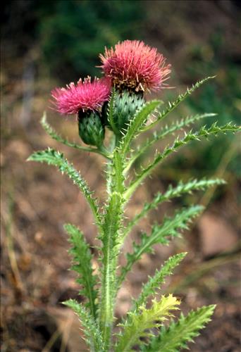 Badlands Flowers: Red, Pink, Blue