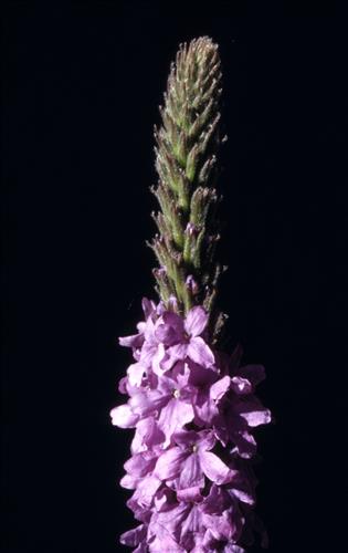 Badlands Flowers: Red, Pink, Blue