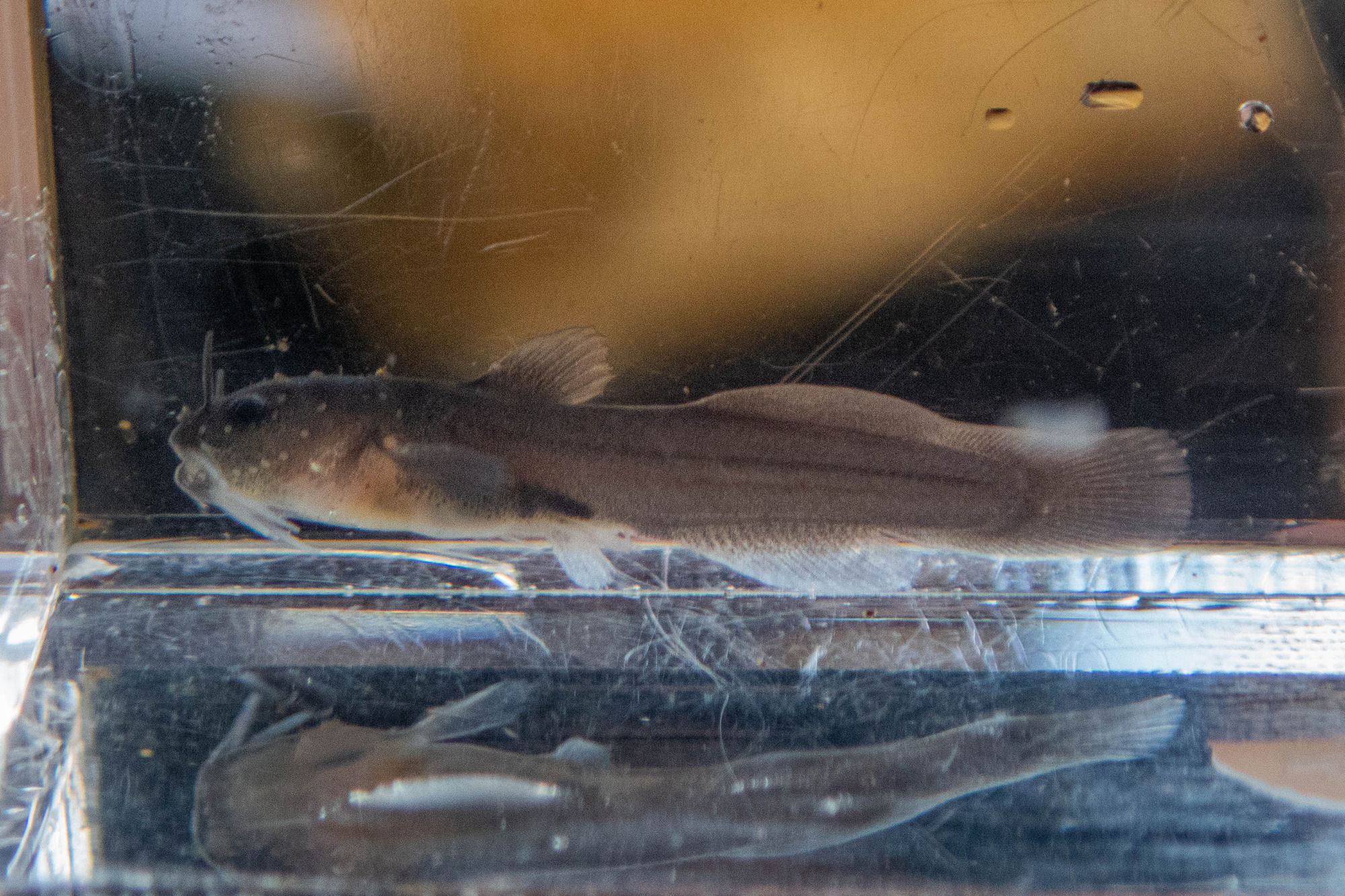 Noturus insignis (margined madtom) - full body, young of year