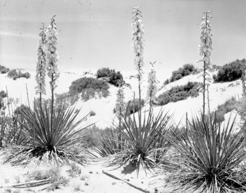 Yucca in bloom along Highway 89 near Kanab, Utah.