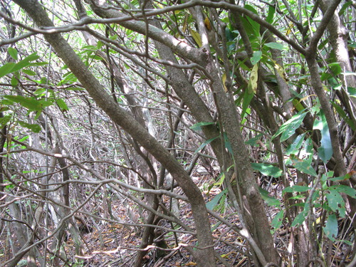 GRSM Accuracy Assessment. Plot Code: GRSM_AA_0832_2