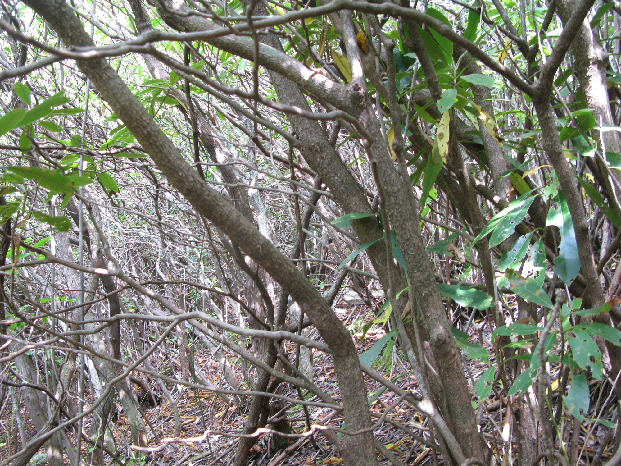 GRSM Accuracy Assessment. Plot Code: GRSM_AA_0832_2