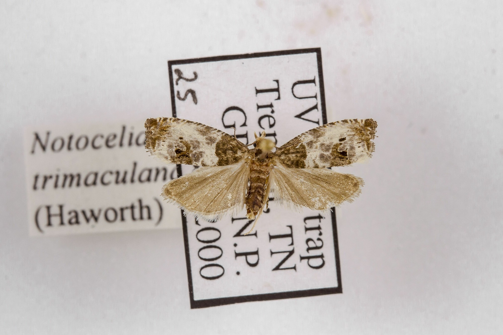 Image of Notocelia trimaculana, a species of Animalia