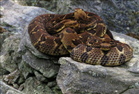 Timber rattlesnakes (Crotalus horridus), Shenandoah National Park, 2015.. Pictured: trio of yellow-phase timber rattlesnakes.